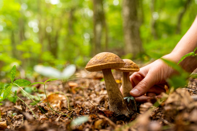 Modalità e criteri per il rilascio del tesserino nominativo personale per raccolta funghi D.A. N° 236 del 23.06.2023 Regione Siciliana